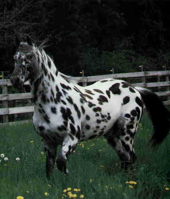 konik11.jpg