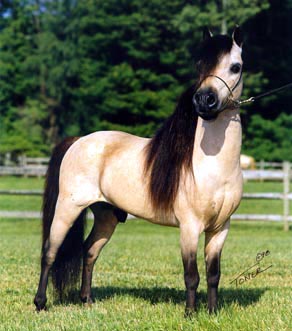 konik7.jpg