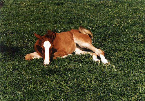 konik5.jpg